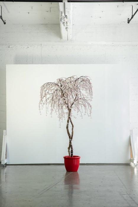 faux cherry blossom tree - rental item | Apex Photo Studios
