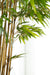 close up of Faux Bamboo plant prop for photo shoot - - rental item | Apex Photo Studios 