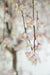 close up faux cherry blossom tree - rental item | Apex Photo Studios 