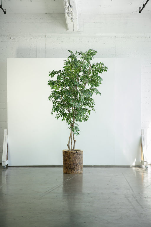 faux popler plant - rental item | Apex Photo Studios 