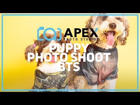 Pet portrait photo shoot at Apex Photo Studios.